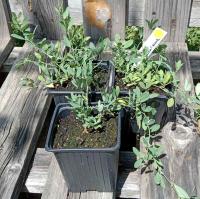 Gesse tubéreuse 0.5l