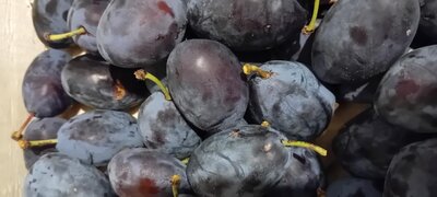 Prune bleue