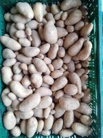 Pdt nouvelle variété annabelle