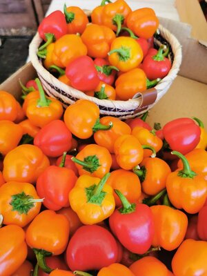 Mini poivrons colorés