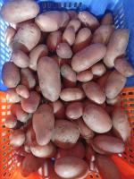 Pomme de terre rosabelle