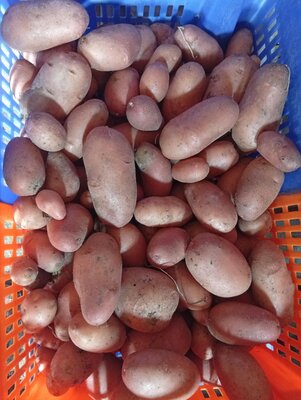 Pomme de terre rosabelle