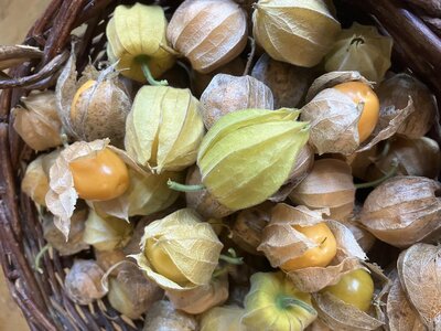 Physalis à sauce (salsa)