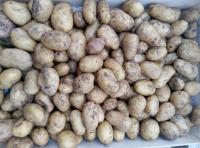 Pomme de terre charlotte gros calibre