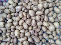 Pomme de terre charlotte petit calibre