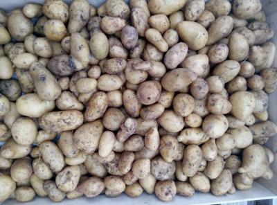 Pomme de terre allians petit calibre