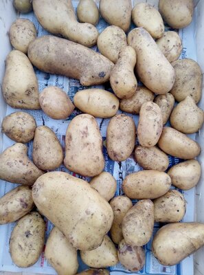 Pomme de terre allians gros calibre