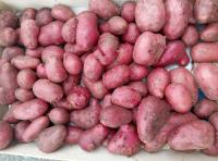 Pomme de terre valery gros calibre