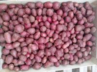 Pomme de terre valery petit calibre