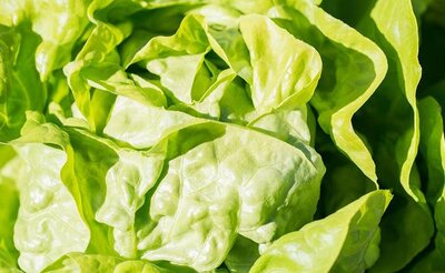 🥗laitue pommée