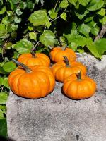 Courges jack be little