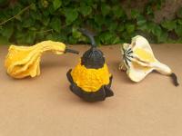 Lot de 4 coloquintes