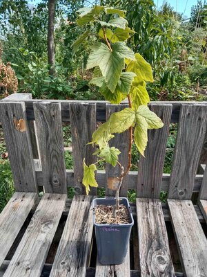 Cassis tsema 1.5l
