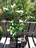 Figuier longue d'août 2l - 2 ans