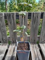 Groseiller à grappe - blanka 1.5l