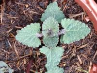 Agastache blue spike 0.5l