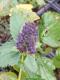 Agastache blue spike 0.5l - image 2