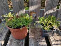 Camomille romaine à fleur simple 0.5l