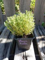 Thym rose 0.5l