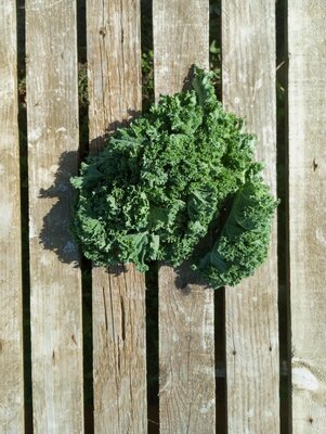 Chou kale
