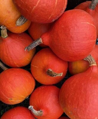 Potimarron
