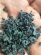 Spiruline en paillettes - 100g - image 2