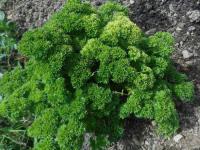 🌿 botte de persil frisé