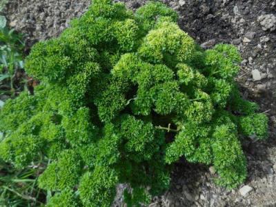 🌿 persil frisé (botte)