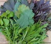 🥗mesclun
