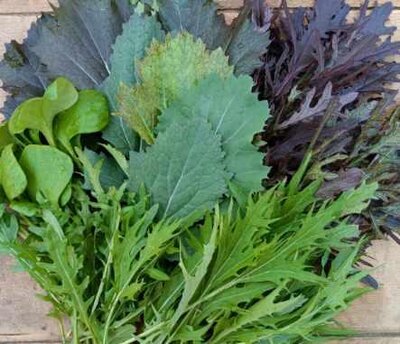 🥗mesclun