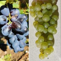 Raisin blanc ou noir