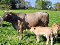 Colis de veau bazadais 3kg