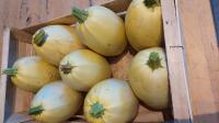 Courge spaghetti