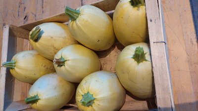 Courge spaghetti
