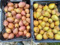 🍐assortiment de poires du perche