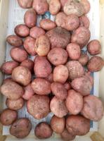 Pommes de terre désirée gros calibre