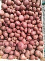 Pomme de terre désirée petite