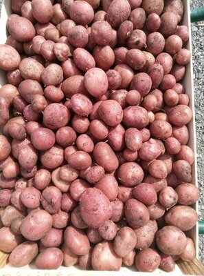 Pomme de terre désirée petite