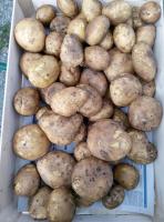 Pomme de terre agria gros calibre