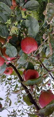 Pommes story