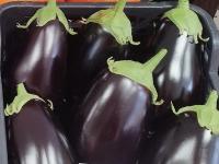 Aubergines bio