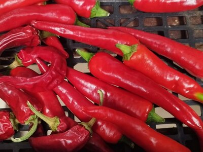 Piments bio