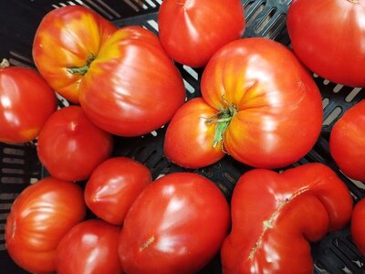 Tomates rouge bio