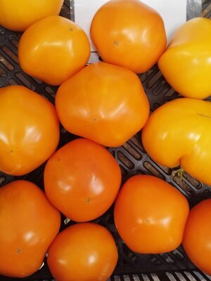 Tomates jaune bio