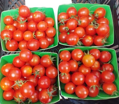 Tomates cerises bio