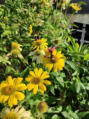Echinacea jaune