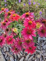 Echinacea rouge