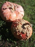 Courge galeuse d'eysine