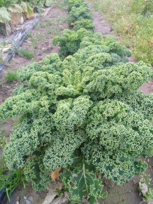 Chou kale