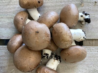Champignons de paris brun